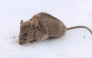 Mouse on snow - Winter Pest Control