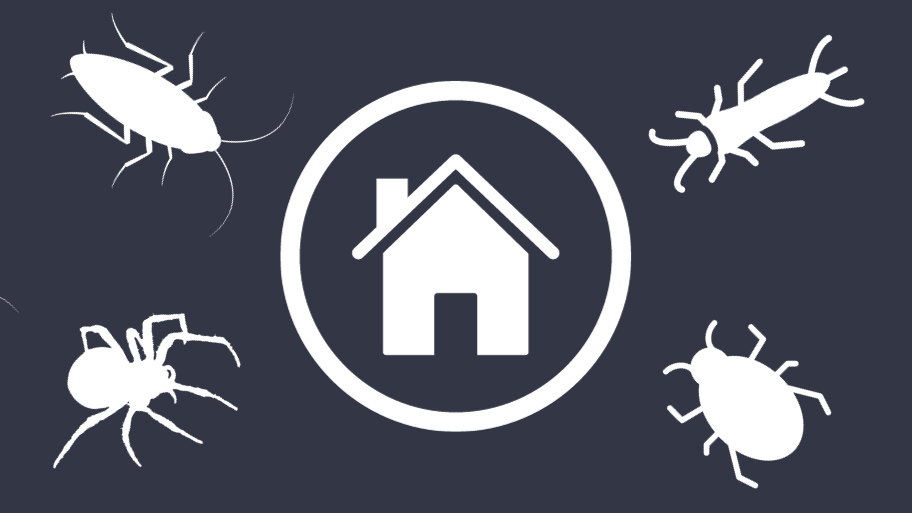 House winter pests - Winter Pest Control