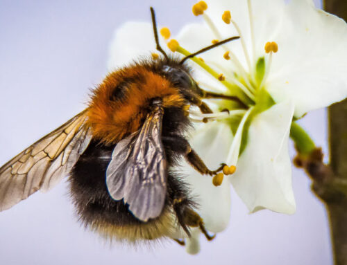 Spring Pest Control: Bees, Mosquitoes, and Wasps