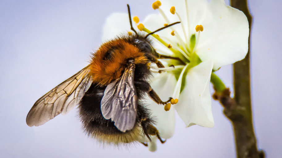 Spring Pest Control - Bee