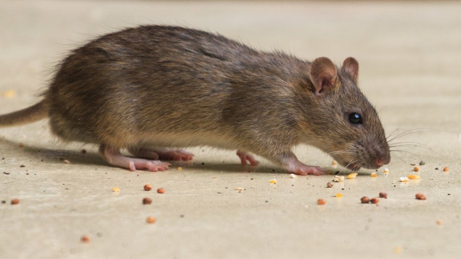 Mice Removal in Fairfax, IA