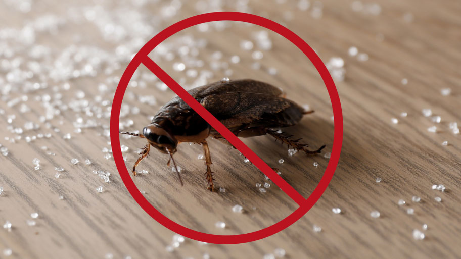 Pest Control Service in Marion, IA