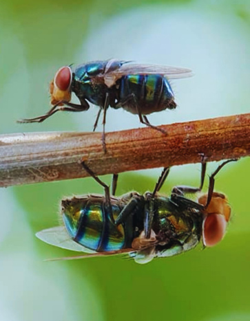 flies coming out in summer - Summer Pest Control
