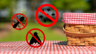 Summer Pests - Summer Pest Control Tips