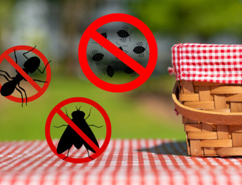 Summer Pest Control: Enjoying a Bug-Free Picnic