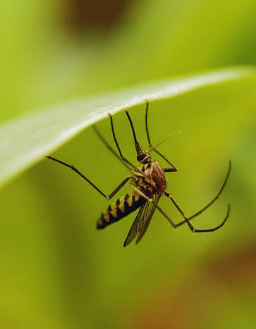mosquito coming out in summer - summer pest control