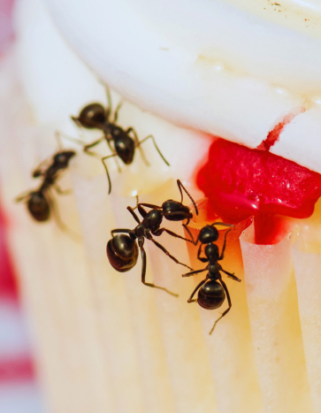 Ants gathering around picnic cupcake - summer pest control
