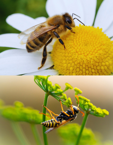 stinging insects - Bee and wasp - summer pest control