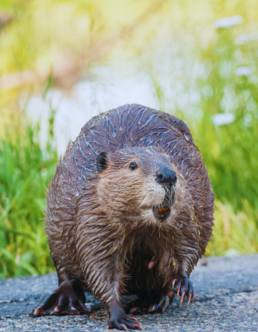 Beaver standing in a lawn - Beaver Removal