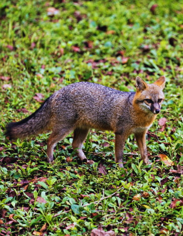 Fox standing on a grassy lawn - Fox Removal