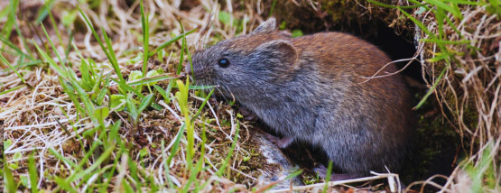 Grey Red backed vole coming out of a hole in a lawn