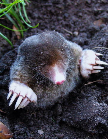 Mole coming out from the ground in a lawn - Mole Control