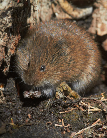 Vole coming out from the ground inside a lawn - Vole removal