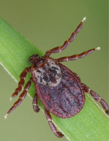 Tick - Fall Pests