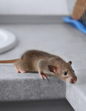 A Mouse on a Kitchen Top - Fall Pests