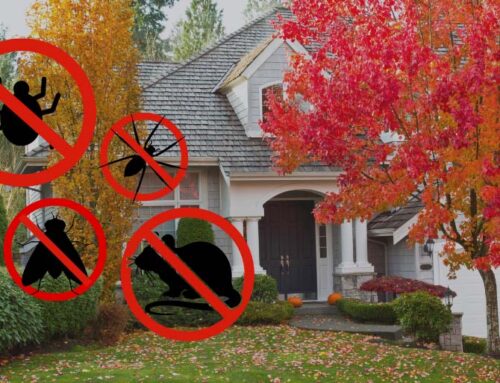 Fall Pests Preparation: Simple Home Protection Tips