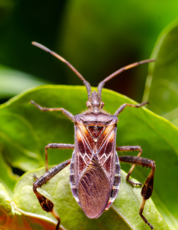 The western conifer seed bug (Leptoglossus occidentalis)