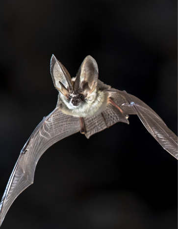 Flying Grey long eared bat