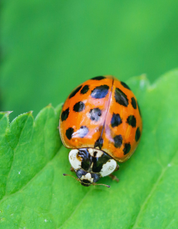 Multicolored Asian Lady Beetles