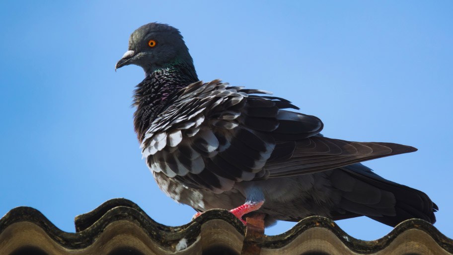 Bird Removal in Tiffin, IA