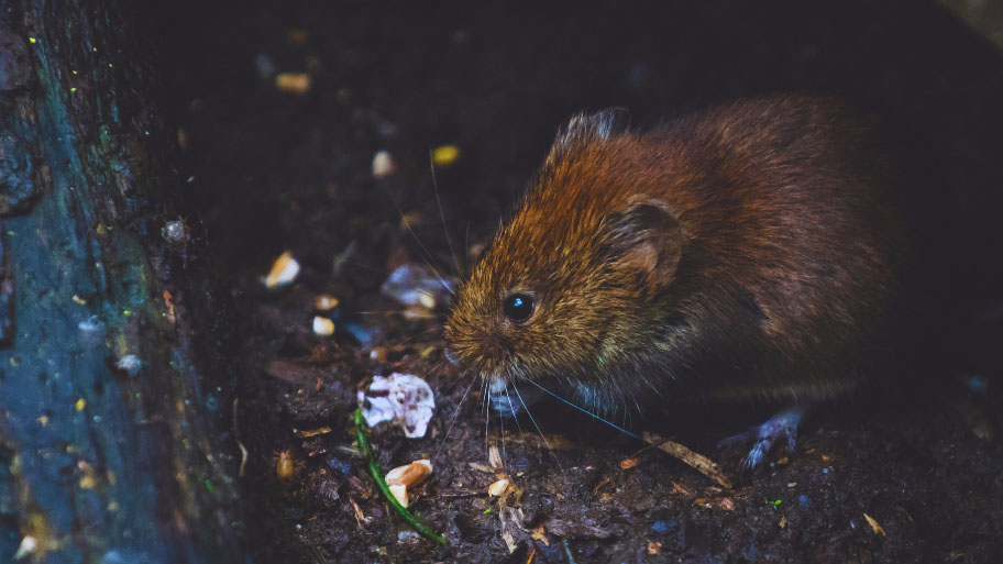 Mice Removal in Tiffin, IA