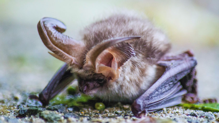 Bat Removal in Swisher, IA