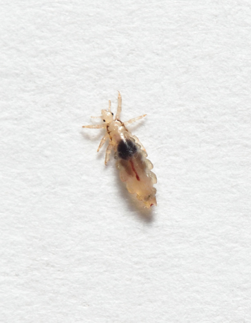 Head lice crawling on a school desk - Back to School Pest Prevention