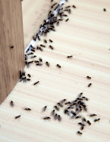 ants in a house - Back to School Pest Prevention