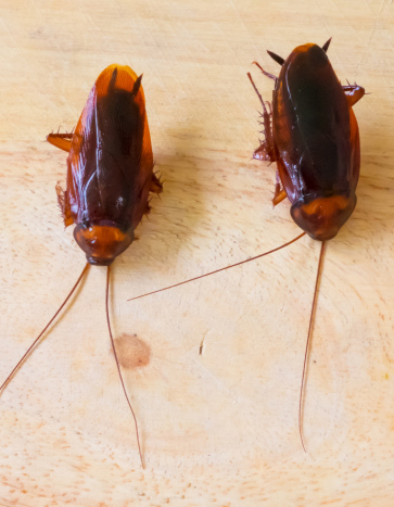 Cockroaches lying on a floor