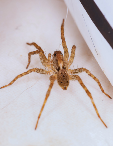 Adult wolf spider - Fall pests