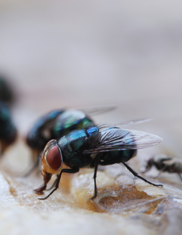 Cluster Flies Swarming