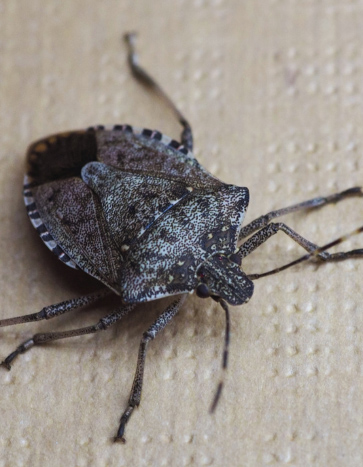 Brown Marmorated Stink Bugs