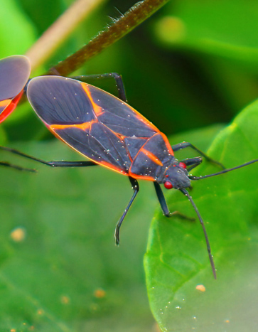 Boxelder Bugs