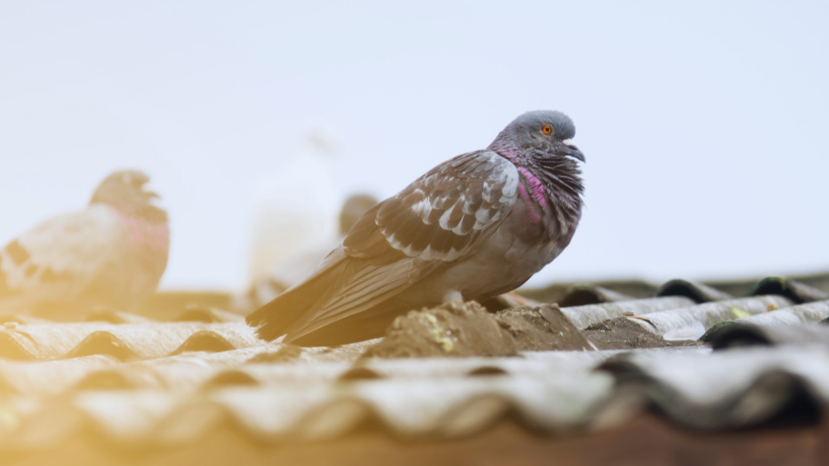 Bird Removal in Swisher, IA