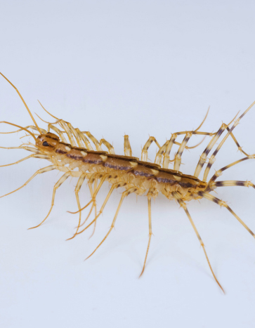 House Centipede entering a house