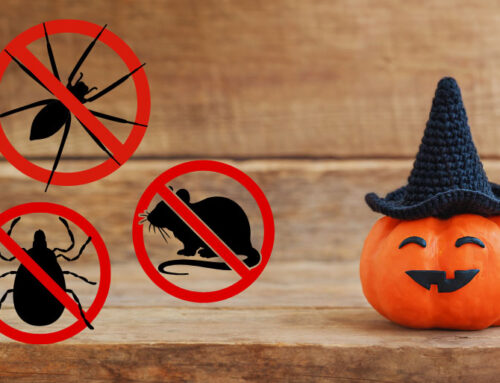 Halloween Pest Control: Keep Your Halloween Decor Safe