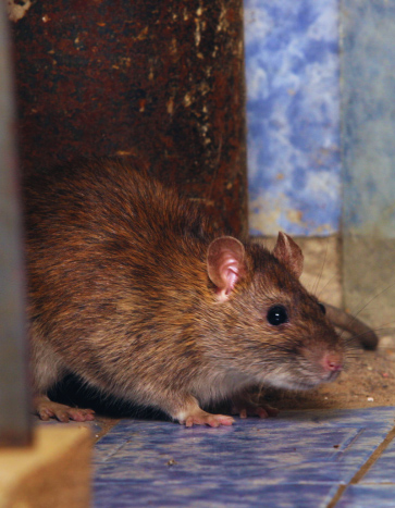 Rat in a house crawling around the kitchen