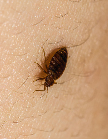 Bloodthirsty Bed Bugs