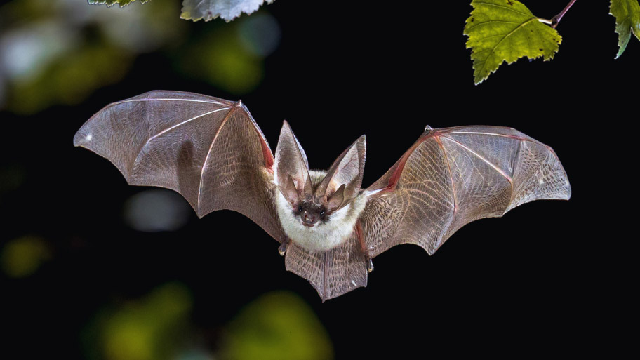 Bat Removal in Mount Vernon, IA