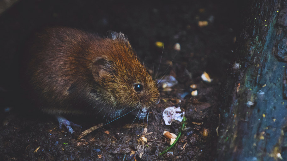 Mice Removal in Mount Vernon, IA