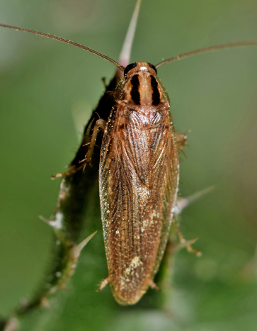 German Cockroach - Halloween Pest Control