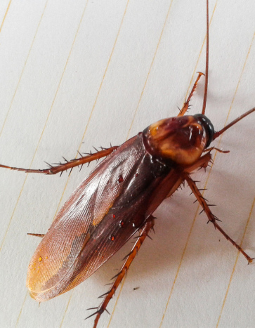 Cockroach crawling around plates - Cockroach Pest Control