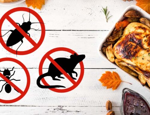 Thanksgiving Pest Control: Keep Unwanted Guests Out This Season