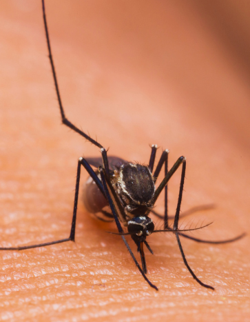 mosquito feeing on human skin - Mosquito Pest Control