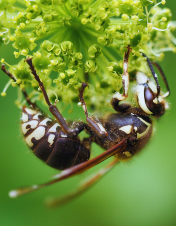 bald faced hornet hanging from a flower near a house in Iowa - Hornet Removal