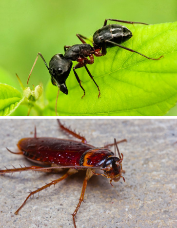 Ants and Cockroaches - Thanksgiving Pest Control