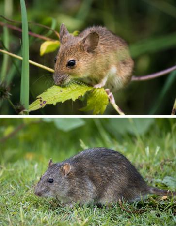 Rodents (Mice, Rats) in Iowa City, IA