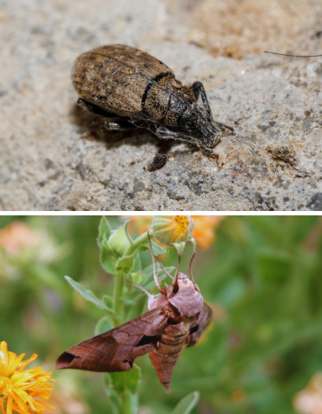 Pantry Raiders (Moths, Weevils) in Iowa City, IA