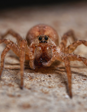 Wolf spider