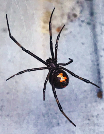 Black widow spider - Spider Pest Control